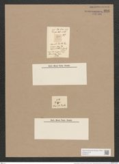 Navicula elliptica var. puella Schum. (de-Toni-Nr.: Genus 1, Species 298) Zeichnungen Sammlung Grunow Nr. 696 (NHMW-BOT-W0367071)